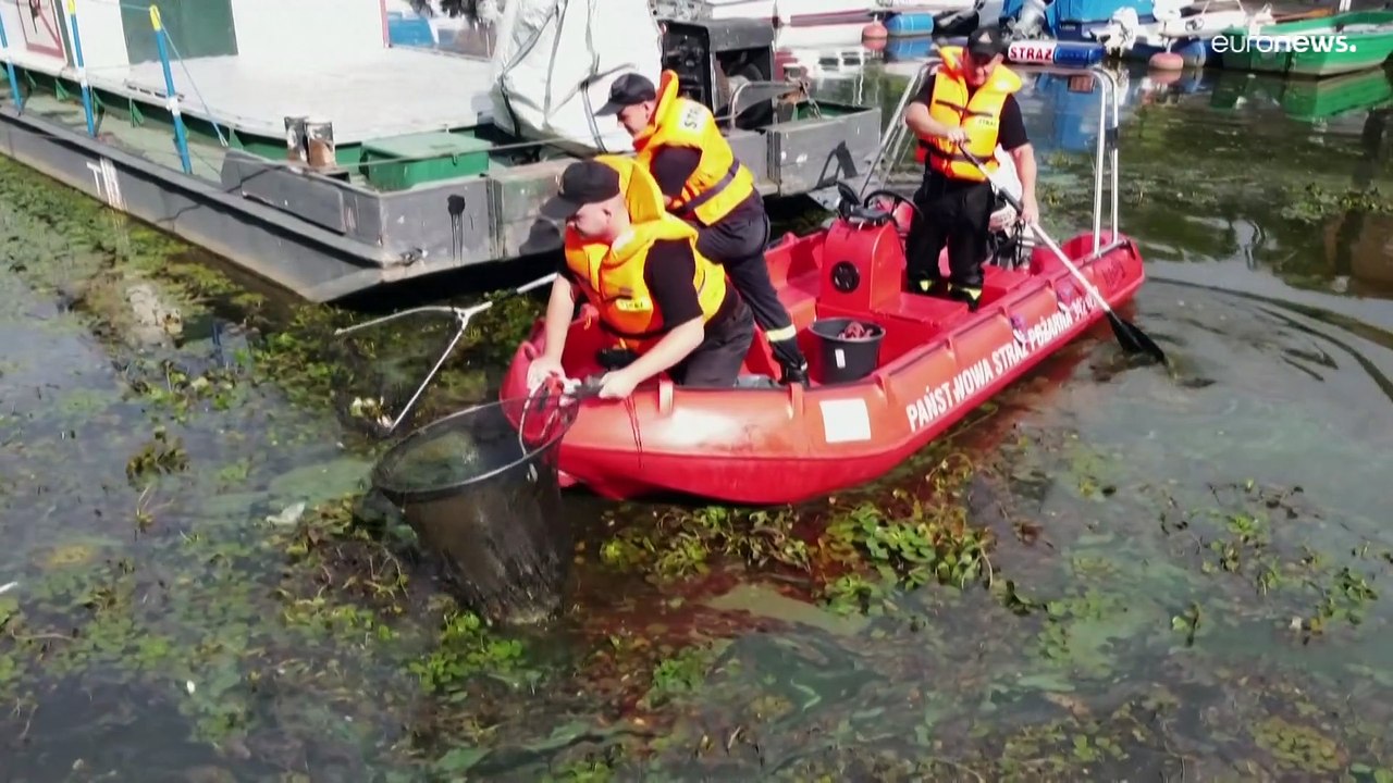 Nach Fischsterben gilt die Oder als 'großflächig vergiftet' - wie weiter?