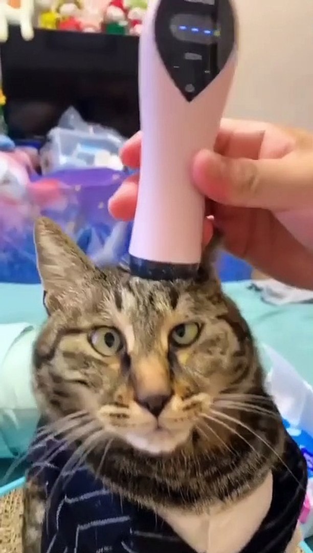 Animals reactions