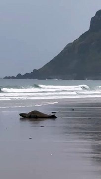 Leopard seal sighting at Stanley