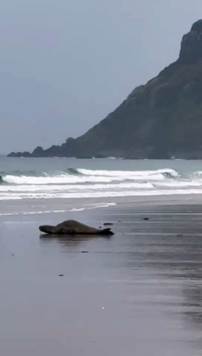 Leopard seal sighting at Stanley
