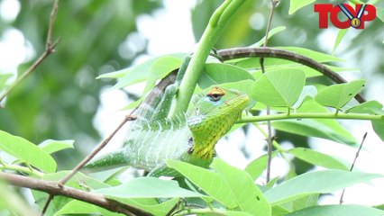 chameleon videos |  Animals Category