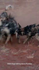 Wild dogs - Full video on channel #shorts #youtubeshorts