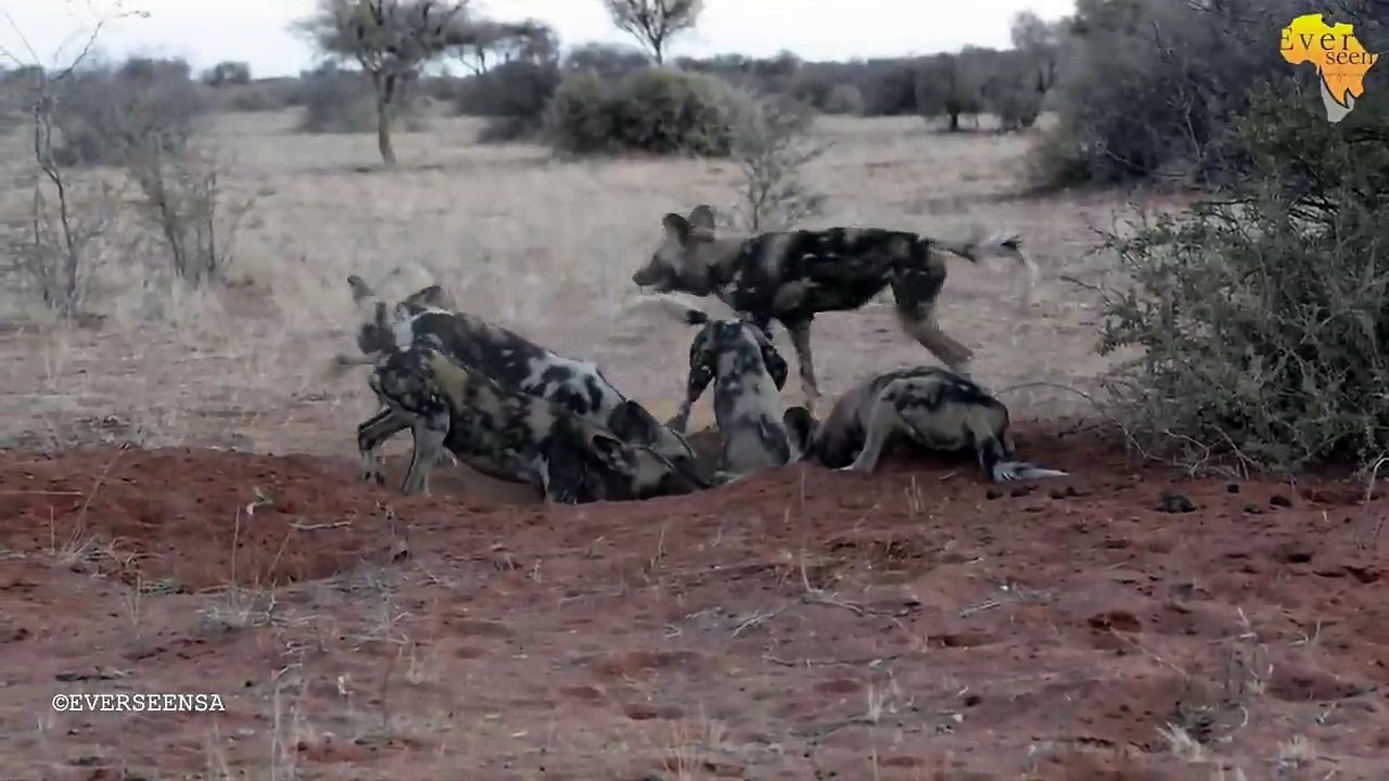 WILD DOGS digging out a WARTHOG - RARE SIGHTING