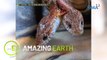 Amazing Earth: The myth of a two-headed snake
