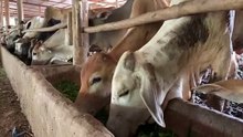 dairy farm