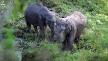 two elephants