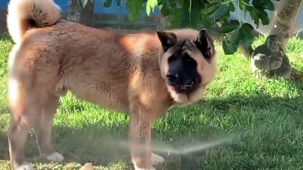 Top 10 Asian Breed Dogs That Make For The Best Fluffy Friends
