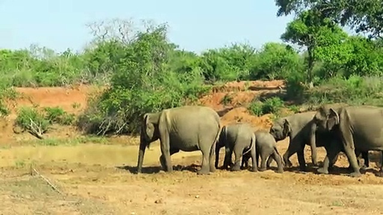 जंगल मै पानी कि कमी के कारन हाथी परिवार के साथ  गंदा पानी पीने को मजबूर,elephant baby funny videos, elephant and baby playing, baby elephant funny videos bathing, baby elephant funny videos, elephant in swimming pool, baby elephant play ball, elephant bre