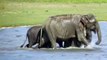 Elephant enjoys bathing with his family in the river,नदी में हाथी अपने परिवार के साथ नहाने का आनंद लेता,elephant baby funny videos, elephant and baby playing, baby elephant funny videos bathing, baby elephant funny videos, elephant in swimming pool, baby