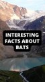 INTERESTING FACTS ABOUT BATS WILL MAKE U SHOCK !!!!!