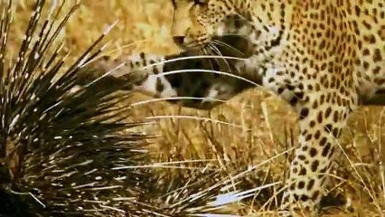 Porcupine-Too-Danger-Lion-Leopard-and-Py_5