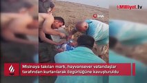 Misinaya takılan martı özgürlüğüne böyle kavuştu