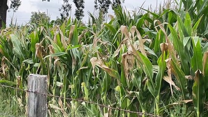 Suivez un contrôle sécheresse dans une exploitation de Saint-Galmier