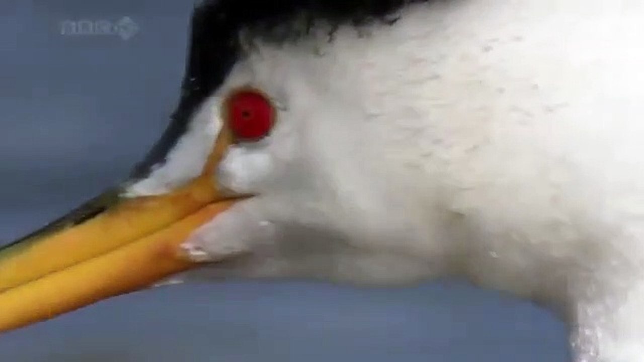 أثقل حيوان على وجه الأرض قادر على السير والجري على الماء بالفيديو