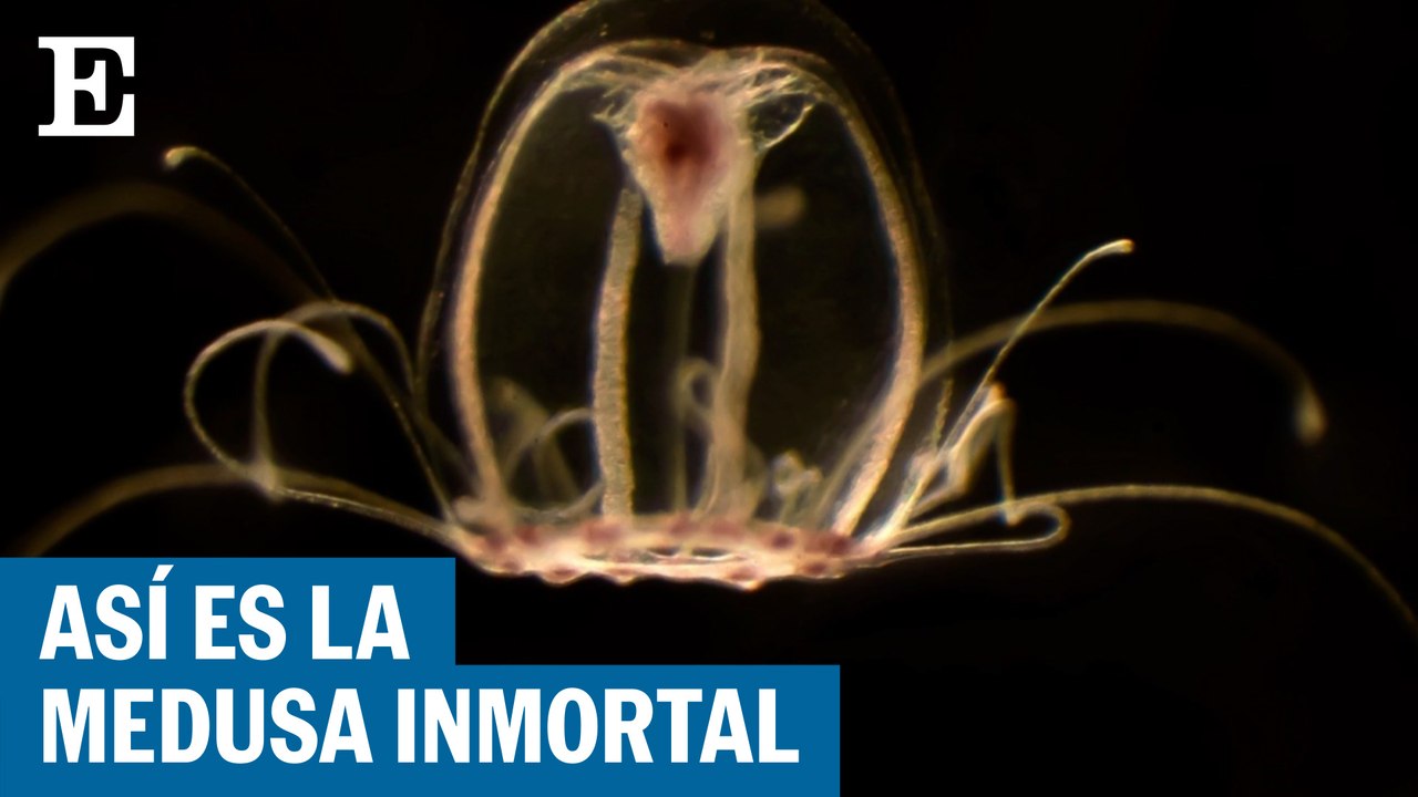Así es la medusa inmortal