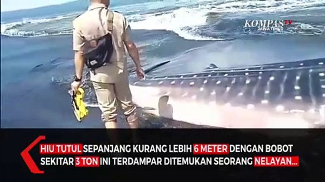 Hiu Tutul Ditemukan Terdampar Mati di Pesisir Pantai Selatan Jember