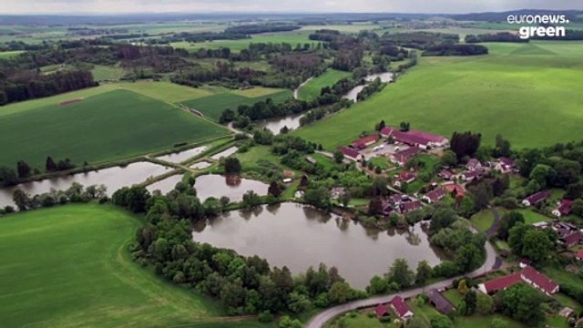 Cómo ayuda la República Checa al medioambiente criando peces en estanques