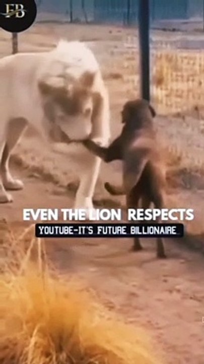 Lion and Dog's Incredible Friendship, शेर और कुत्ते की अविश्वसनीय दोस्ती