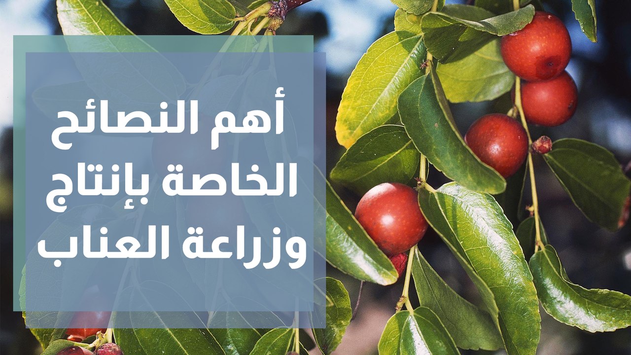 زراعة وإنتاج العناب - فيديو Dailymotion
