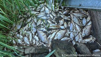 Oder River residents grasp loss from fish die-off