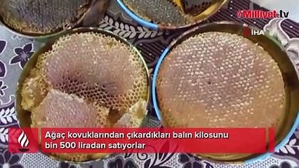 İnsan eli değmiyor! Kilosu bin 500 liradan satılıyor