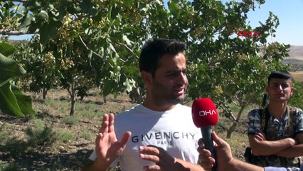 Kilosu 170 TL olan Antep fıstığı çalınmasın diye silahla nöbet tutuyorlar