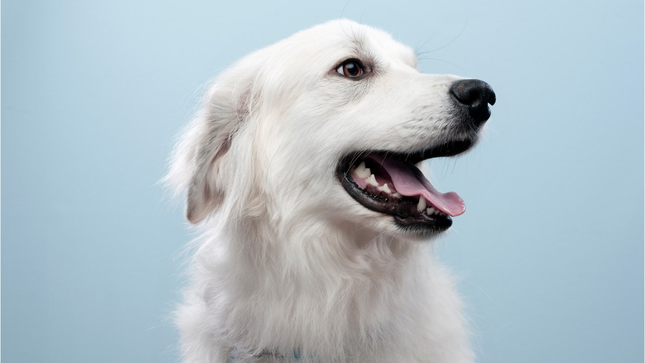 This is why this pup who was rescued from dying in a scorching heat will never be neglected again