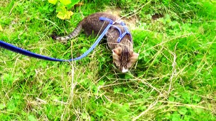 Cute Kitten Has Discovered a Mole