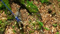 Kitten Rudolph Sees a Forest for the First Time in His Life