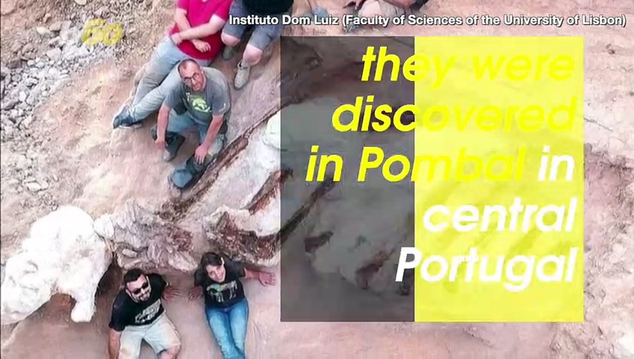 Massive 82-Foot-Long Dinosaur Fossil Discovered in Someone’s Backyard