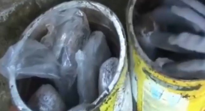 Genova - Spaccio nei caruggi, trovati 10 chili di droga nel boschetto: 2 arresti (30.08.22)