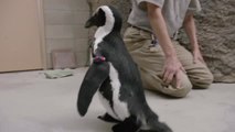 Lucas, el pingüino con botas, ya puede caminar con sus compañeros de colonia