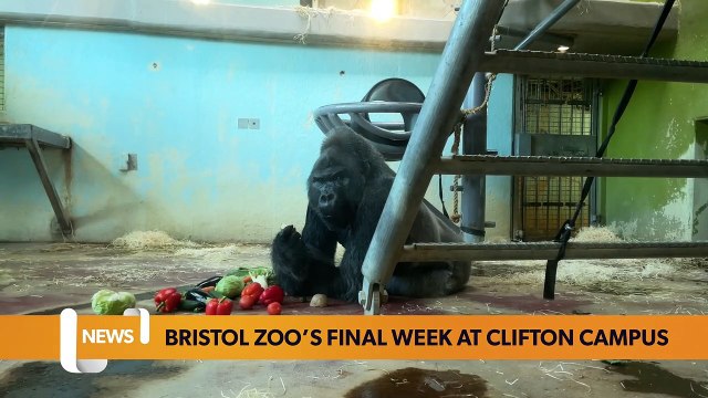 Bristol Headlines 30 August: Bristol Zoo set to move location