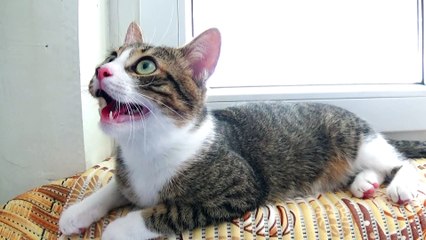Kitten Chases a Toy on the Window Sill