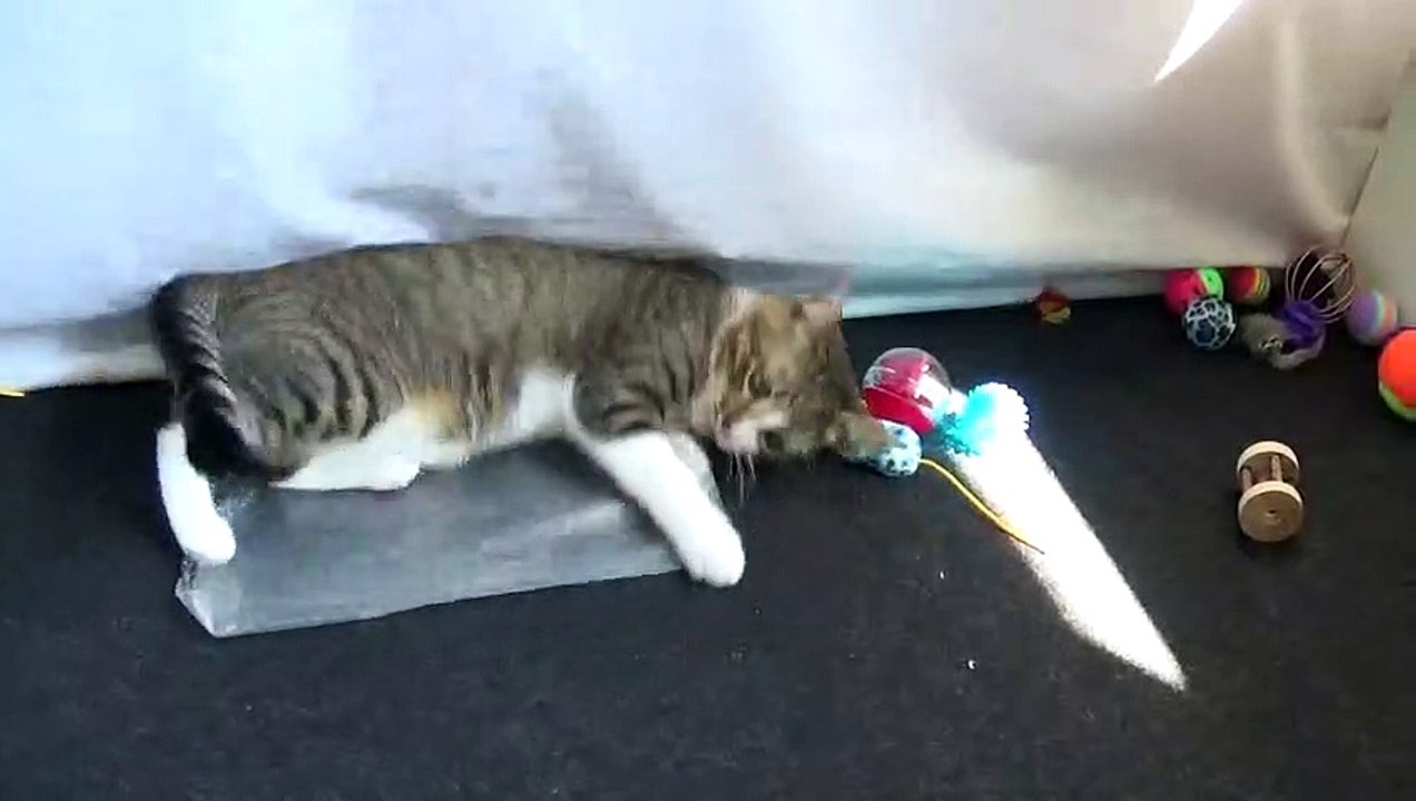 Kitten Yawns and Strikes