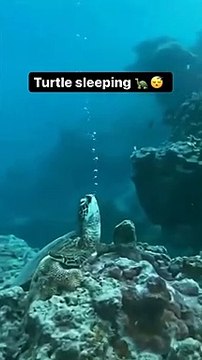 Turtles can hold their breath for 45 minutes to one hour | The red-eared slider is very fond of water, and enjoys both swimming and diving in its aquatic home. In order to swim, turtles utilize all four of their legs.