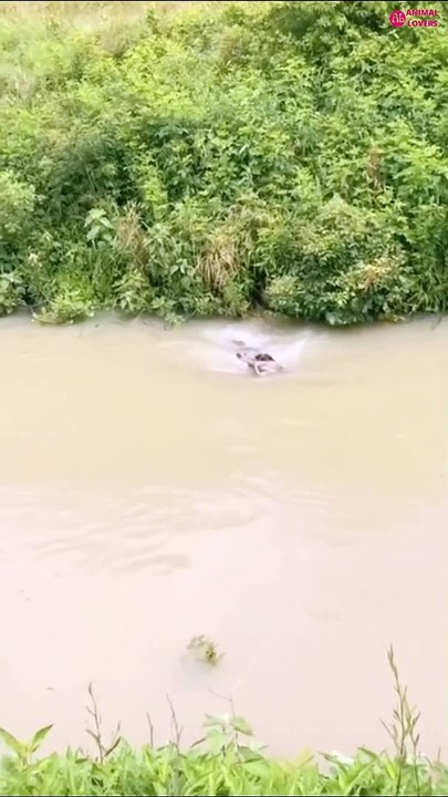 Well-Trained Dog Rescue Deer