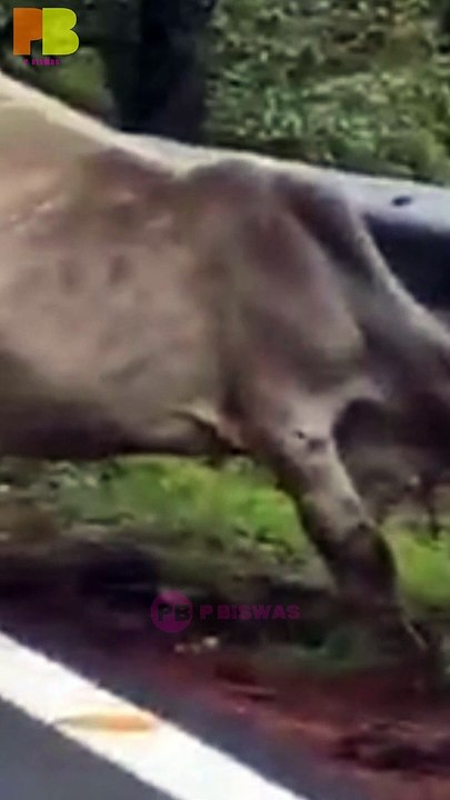 Leopard Attacks Cow