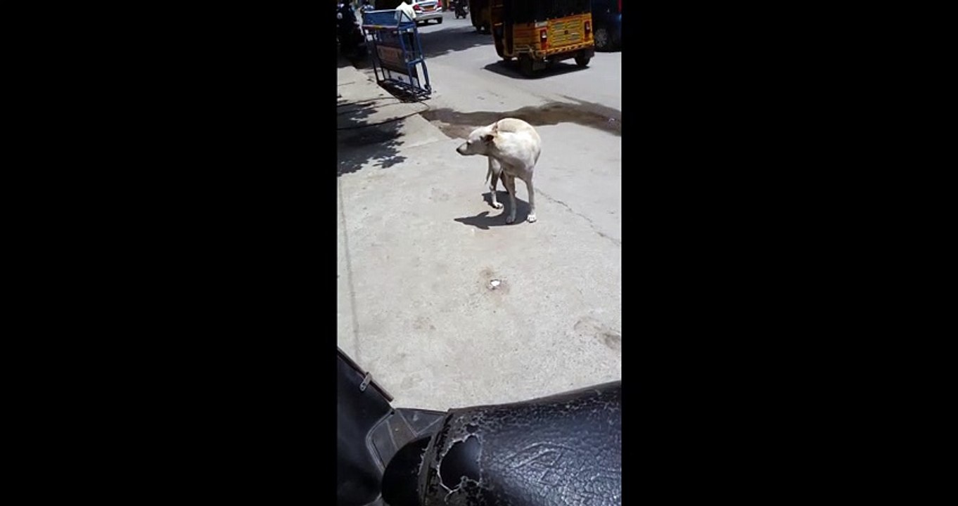 CUTE DOG