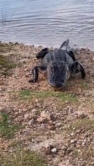 Ce crocodile vient voler la prise d'un pêcheur... Miam