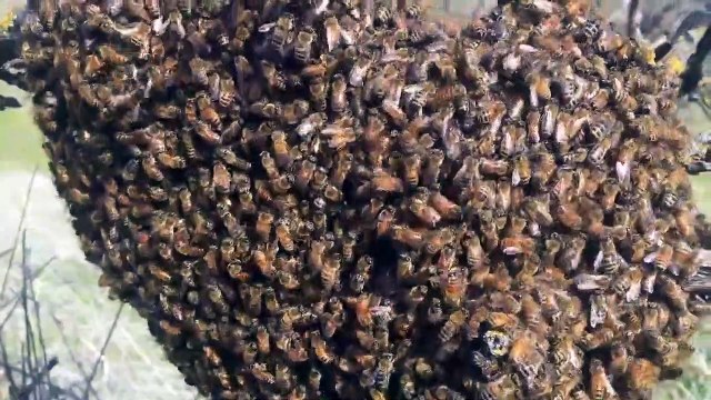Il découvre un essaim d'abeilles sauvages... magnifique