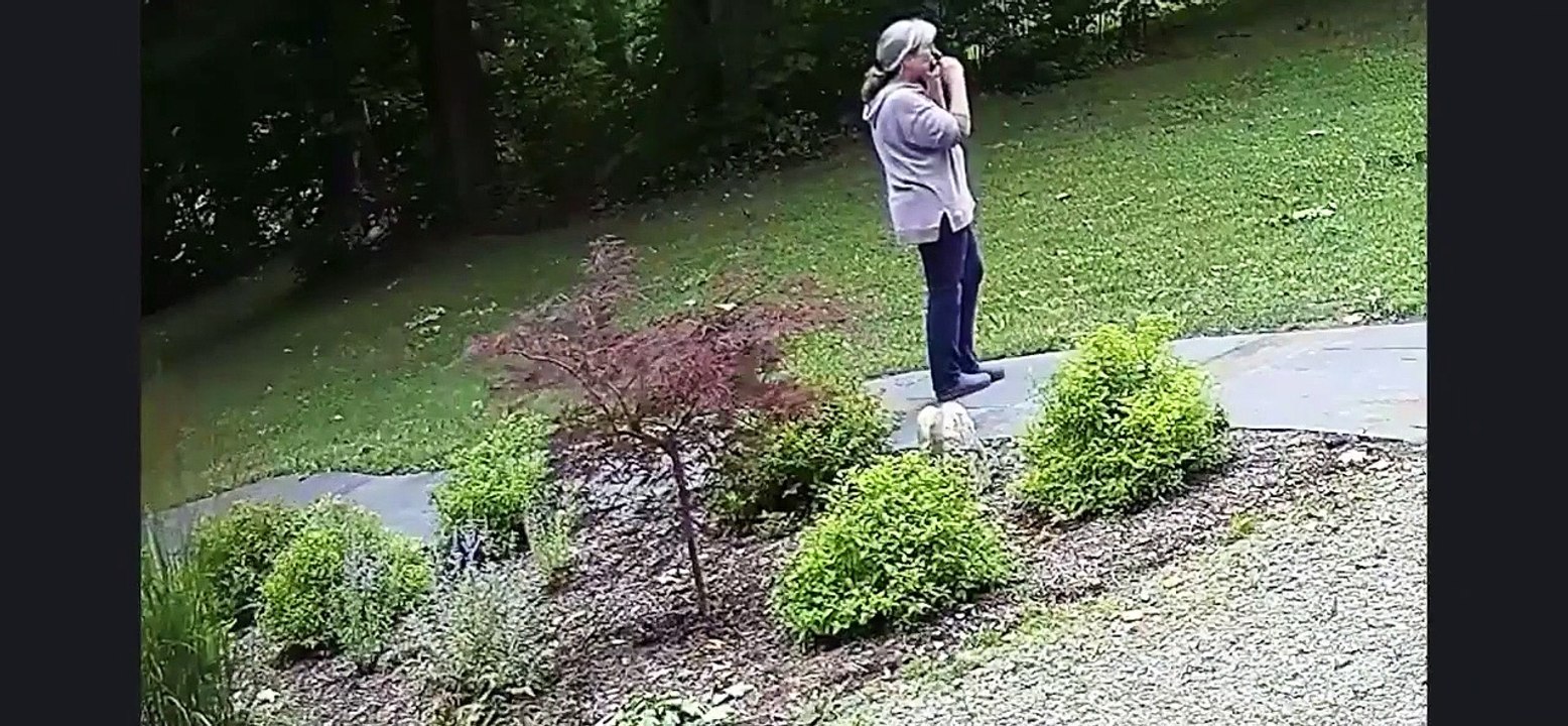 Toujours se méfier des renards et encore plus des mamies