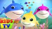 Baby Shark Song - This Is The Way + Top Kids Nursery Rhymes for Infants
