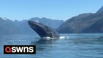 Awesome footage shows a humpback whale breaching several times just metres away from a kayak