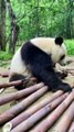 Cute Panda Eating Bamboo