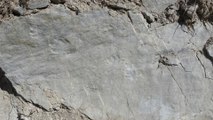 Découverte d'empreintes d'un reptile vieux de 242 millions d'années dans les Alpes-Maritimes