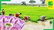 Kisan Bulletin - हरा चारा उगाने पर किसानों को 1 लाख रूपये तक की सब्सिडी | Green TV