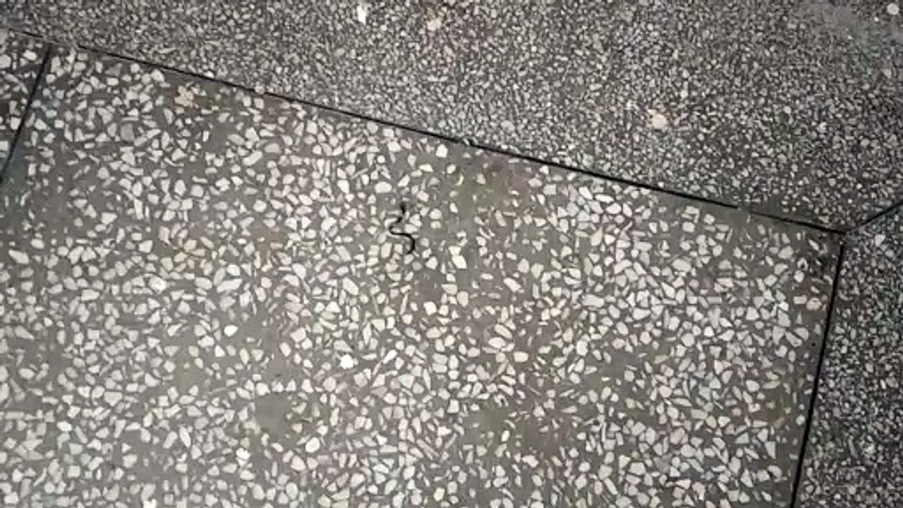 Moving baby cobra 