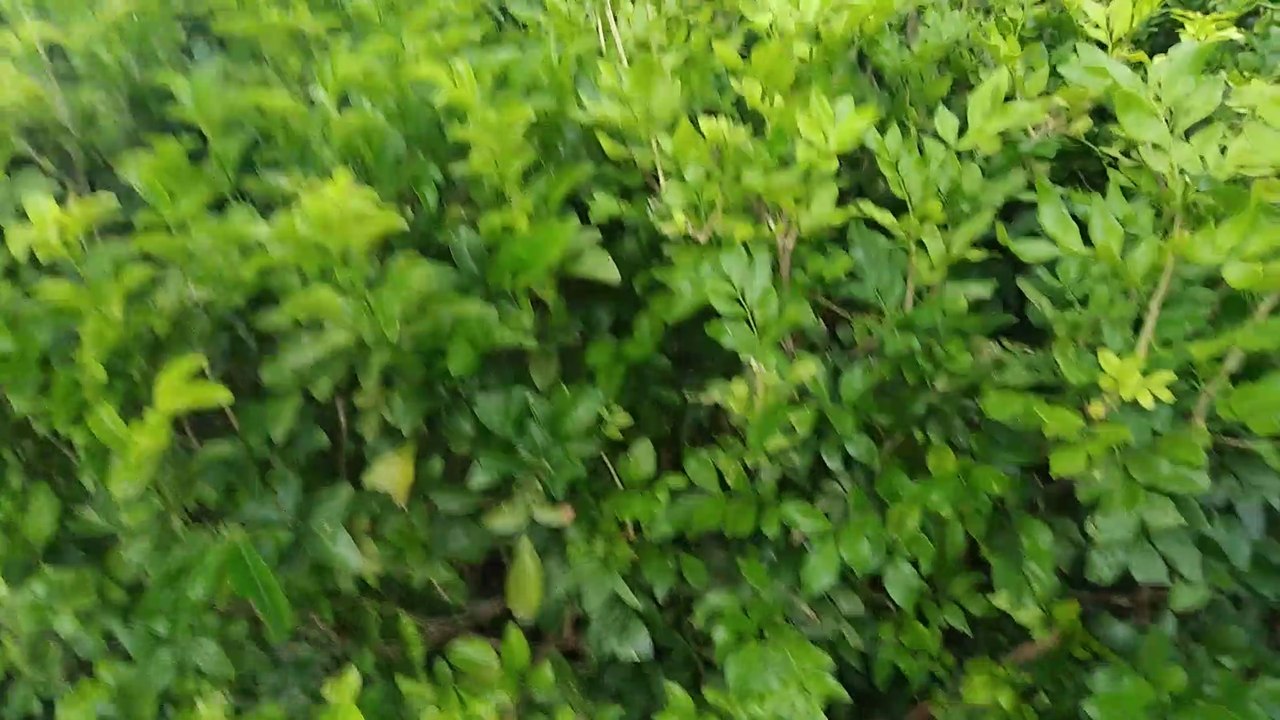 Jungle visit