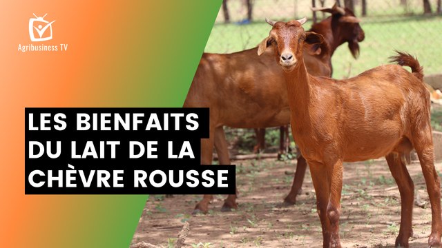 Burkina Faso : Les bienfaits du lait de la chèvre rousse